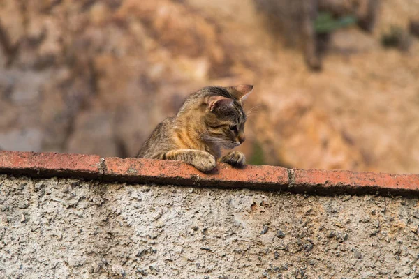 面白い猫は石の壁から環境を観察 — ストック写真