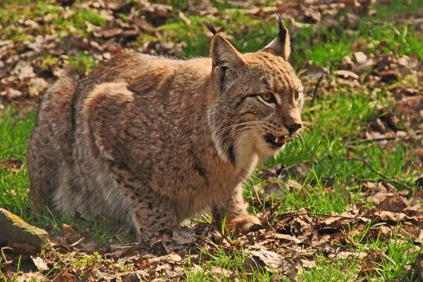 Vilda Djur Naturen Stor Katt — Stockfoto