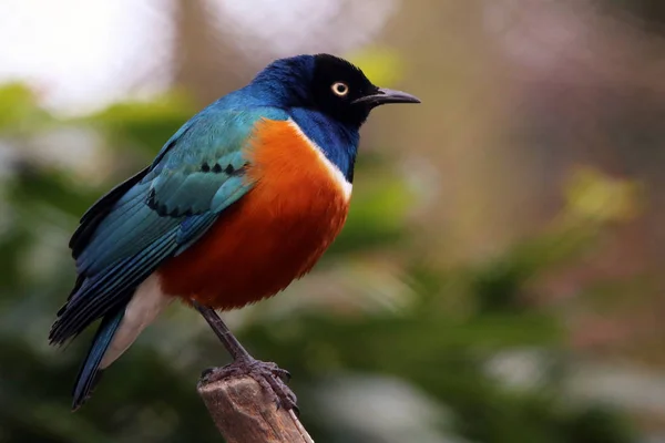 Muhteşem Rengarenk Süper Starling Lamprotornis Süper Otobüsü — Stok fotoğraf