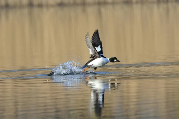 Picturesque Bird Theme Shot — Stock Photo, Image