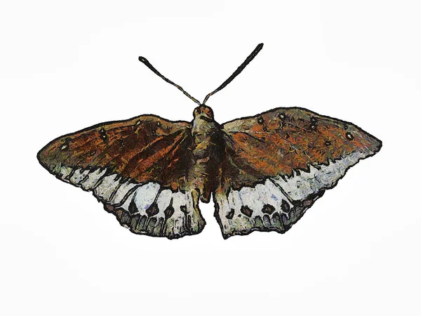 Przekształcić Malowany Motyl Być Projekt Motyla — Zdjęcie stockowe
