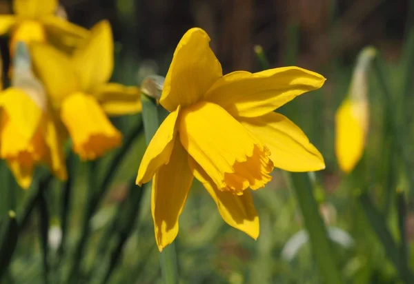 Daffodils Narcissus Spring Flower — Stock Photo, Image