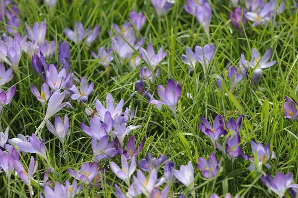 Kwiaty Krokusa Wiosenna Flora — Zdjęcie stockowe