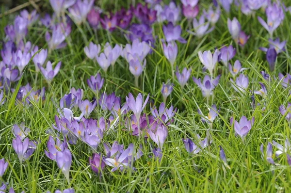 Wiesenkrokusse Frühlingsblumen Blütenblätter — Stockfoto