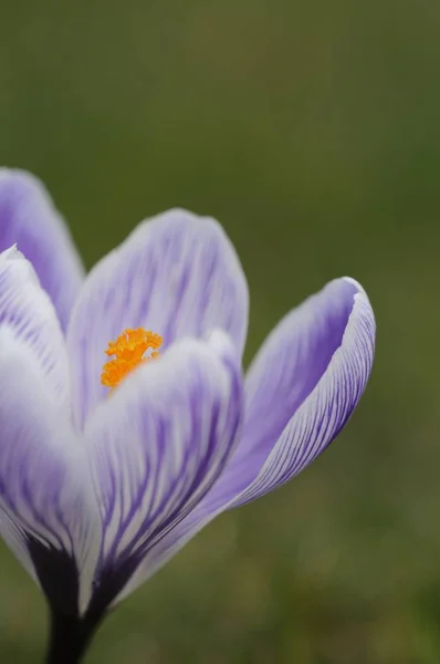 Crocus Çiçekleri Bahar Çiçekleri — Stok fotoğraf