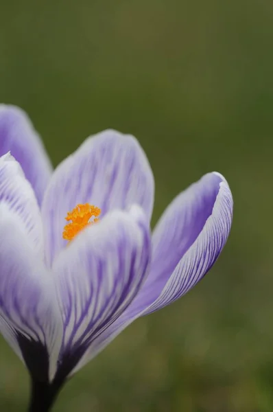 Crocus Flowers Spring Flora — Stock Photo, Image