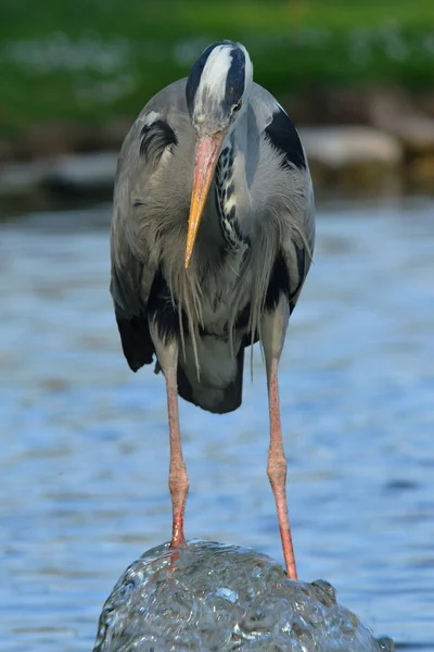 Scenic View Heron Bird Nature — Stock Photo, Image