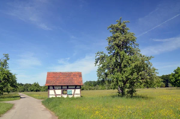 Louka Otevřené Stanoviště Nebo Pole Porostlé Trávou Bylinami Jinými Nedřevitými — Stock fotografie