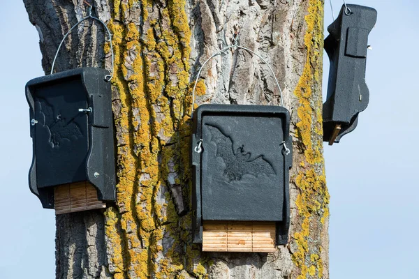 Hnízdící Krabice Pro Netopýry Stromě — Stock fotografie