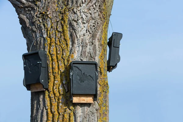 Nistkästen Für Fledermäuse Baum — Stockfoto