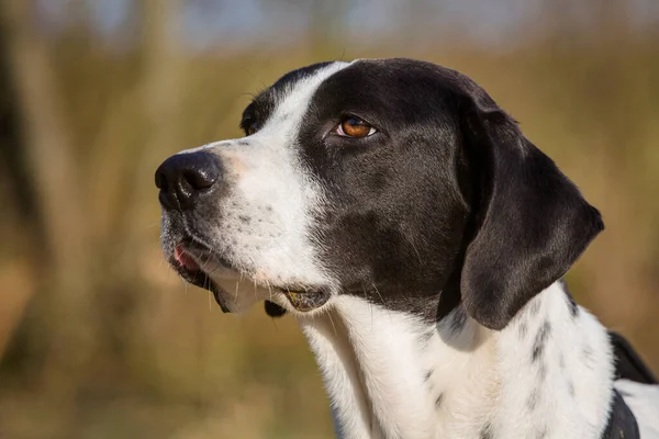 Retrato Perro Blanco Negro —  Fotos de Stock