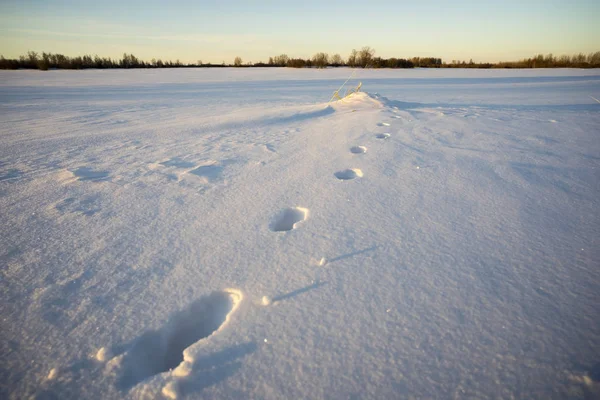 Pegadas Animais Neve Nos Raios Sol Inverno — Fotografia de Stock