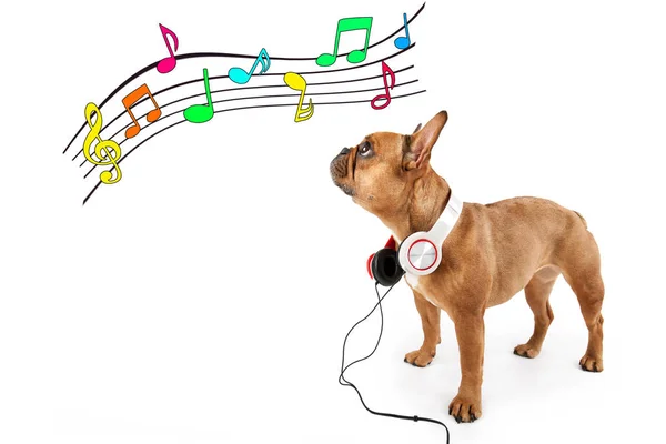 Perro Está Escuchando Música —  Fotos de Stock