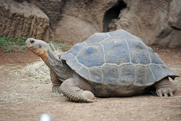 Großaufnahme Von Tier Zoo — Stockfoto