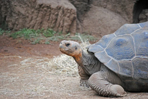 Animali Diversi Attenzione Selettiva — Foto Stock