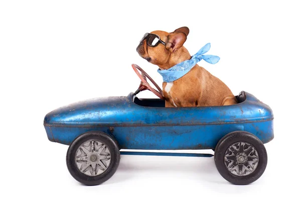 French Bulldog Pedal Car — Stock Photo, Image