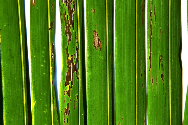 Thailand Abstracto Hoja Ligera Sus Venas Fondo Blanco Verde —  Fotos de Stock