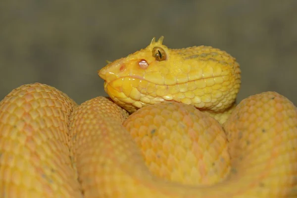 Primer Plano Una Serpiente Terrario —  Fotos de Stock