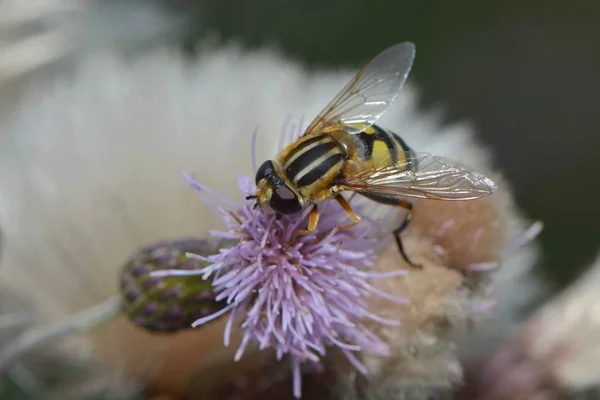 Grande Pântano Flutuar Voar Flor — Fotografia de Stock