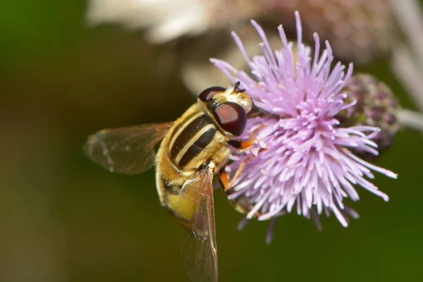 Grote Sumpfschwebfliege Bloem — Stockfoto