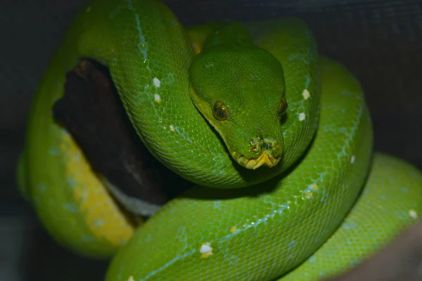 Serpiente Mundo Animal Piel Serpiente — Foto de Stock