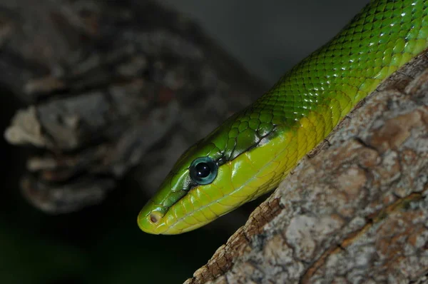 Зеленый Spitzkopfnatter Зеленая Змея Gonyosoma Oxycephalum — стоковое фото