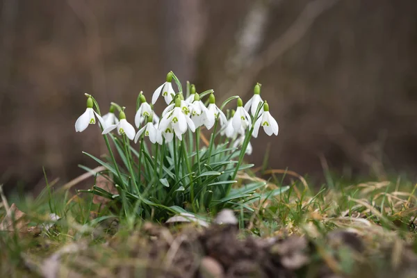 Branco Primavera Pequeno Snowdrop Flores Galanthus Nivalis — Fotografia de Stock