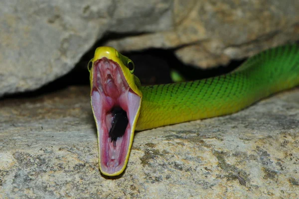 Verde Spitzkopfnatter Cobra Verde Gonyosoma Oxycephalum — Fotografia de Stock