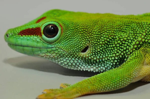 Gecko Reptilienechse Tropisches Tier — Stockfoto