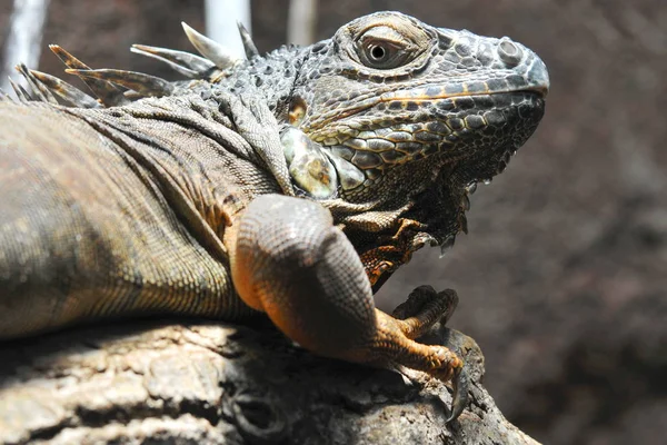 Animale Esotico Lucertola Iguana — Foto Stock