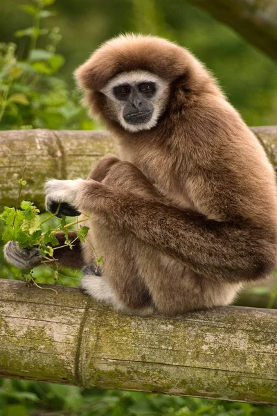 サルの動物や自然動物は — ストック写真