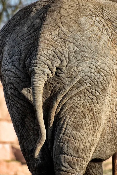Αφρικανικός Ελέφαντας Οπίσθια Όψη Γλουτοί — Φωτογραφία Αρχείου