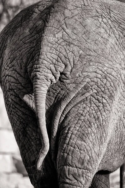 Africký Slon Zadní Pohled Hýždě — Stock fotografie