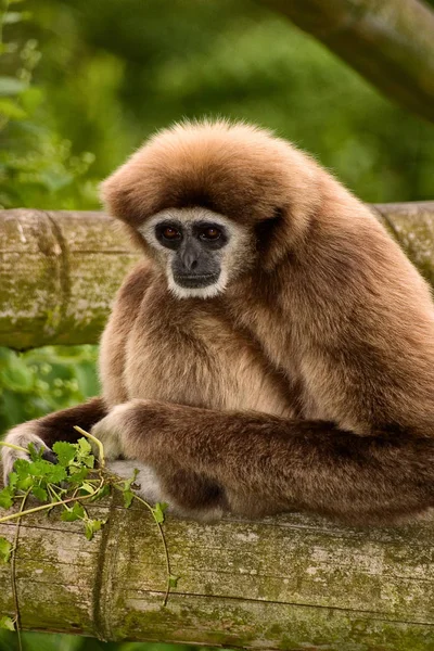 Affen Tiere Leben Natur Fauna — Stockfoto