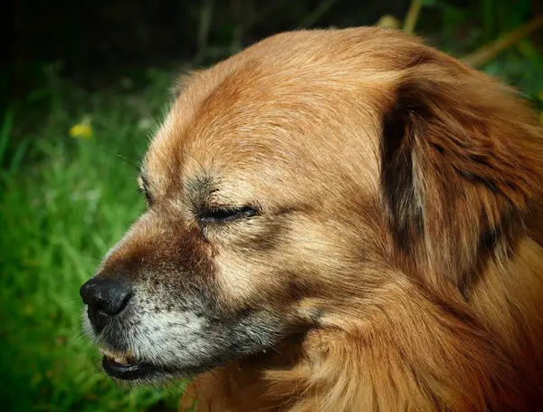 Портрет Собаки Домашня Тварина — стокове фото