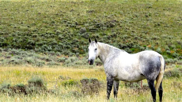 Белая Лошадь Лугу Оглядываясь Назад — стоковое фото