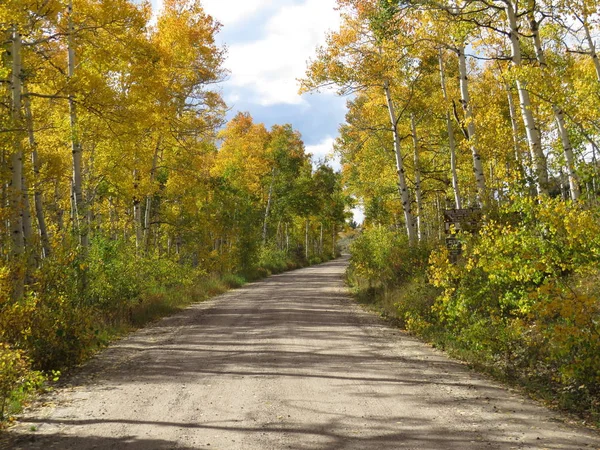 Sterrato Strada Fiancheggiata Alberi Aspen Montagna — Foto Stock