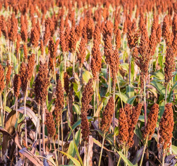 Primer Plano Del Sorgo Campo —  Fotos de Stock