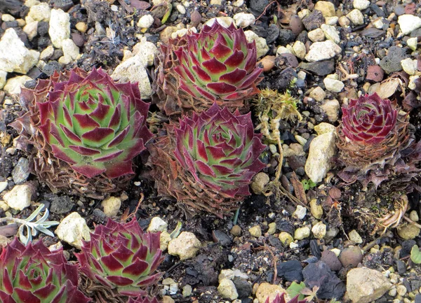 Mooi Botanisch Schot Natuurlijk Behang — Stockfoto