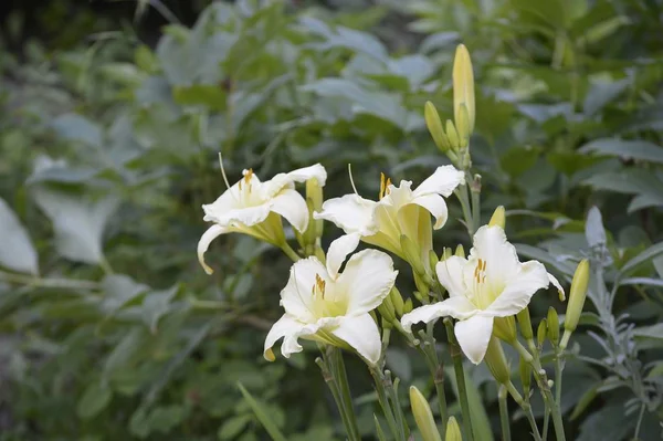 Vue Rapprochée Belle Fleur Lys — Photo