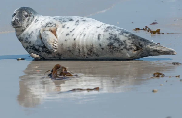 Grey Seal Helgoland — Stock Photo, Image