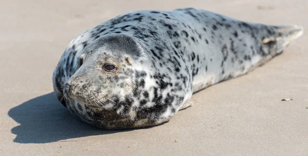 Kegelrobbe Strand Der Inseldüne — Stockfoto