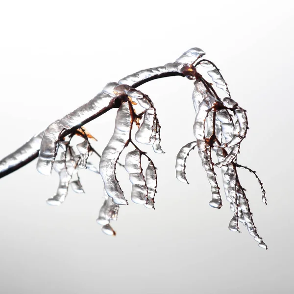 Vista Cerca Los Insectos Naturaleza — Foto de Stock