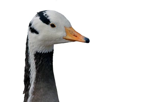 Kopfstudie Staafkopgans Anser Indicus Vrijgesteld — Stockfoto