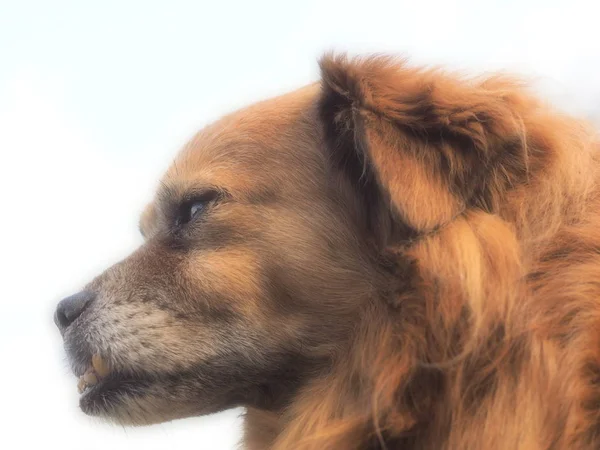 犬の肖像画動物のペット — ストック写真