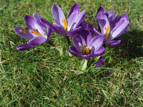 Spring Crocuses Flora Petals — Stock Photo, Image