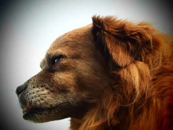 Портрет Собаки Животное — стоковое фото