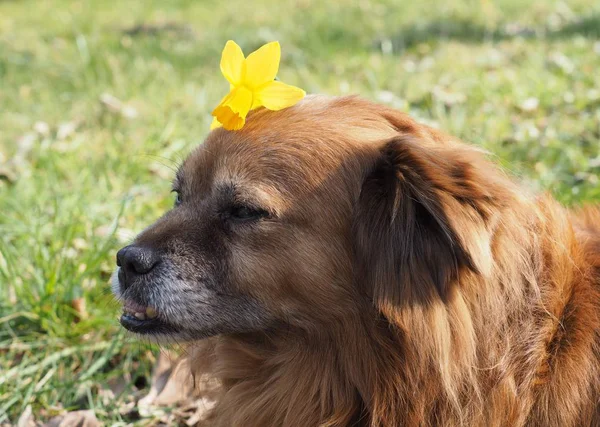 犬の肖像画動物のペット — ストック写真