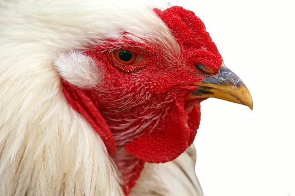 Weiße Henne Vor Weißem Hintergrund — Stockfoto