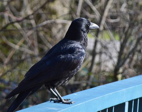 Schilderachtig Uitzicht Prachtige Vogel Natuur — Stockfoto